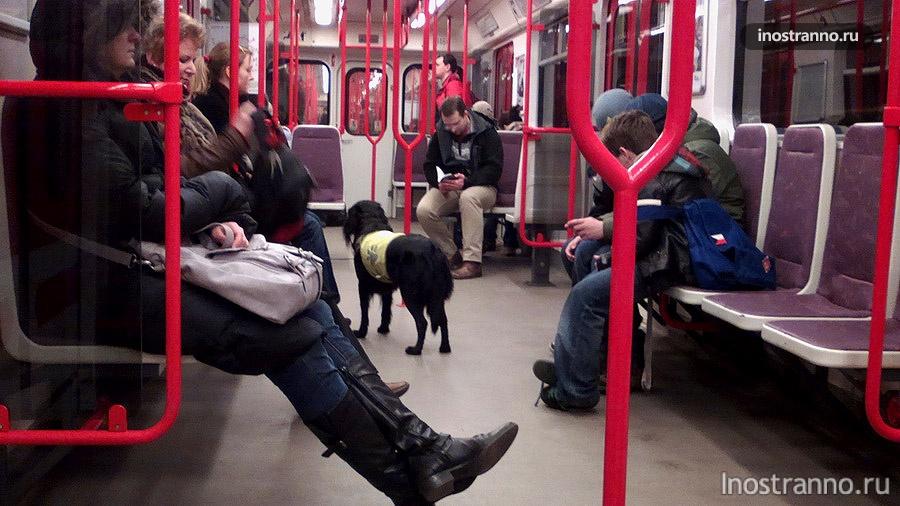 Собака в метро в Праге