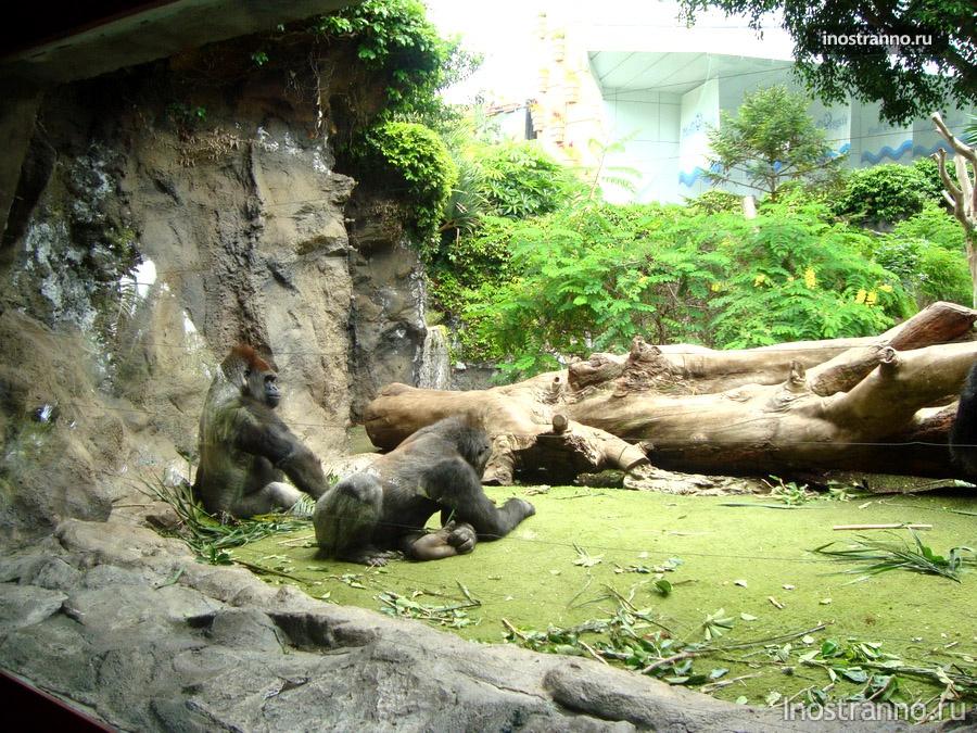 гориллы на канарах