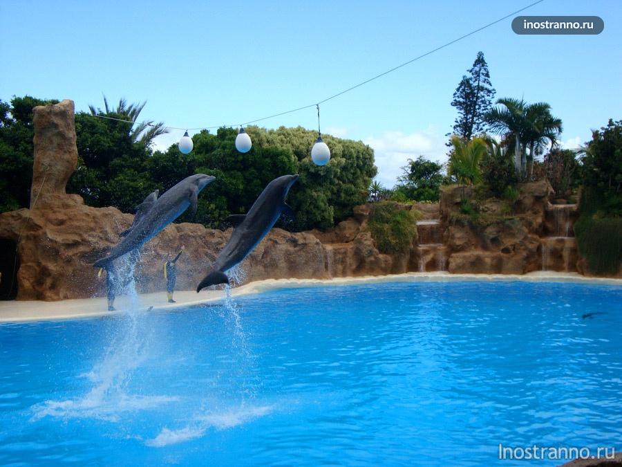 шоу дельфинов на тенерифе