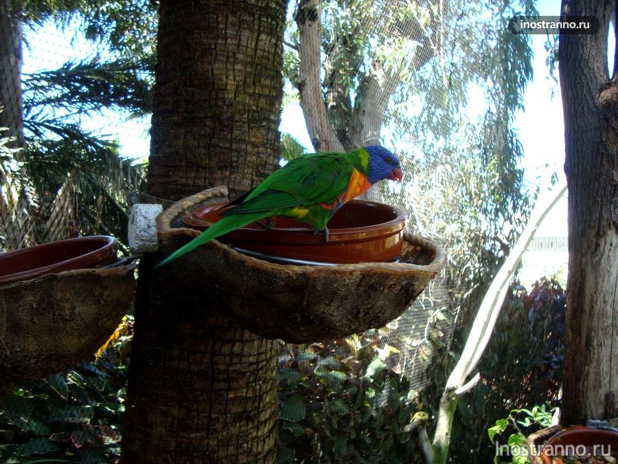 волнистый попугай в лоро-парке