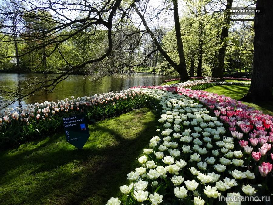 белые тюльпаны - нидерланды