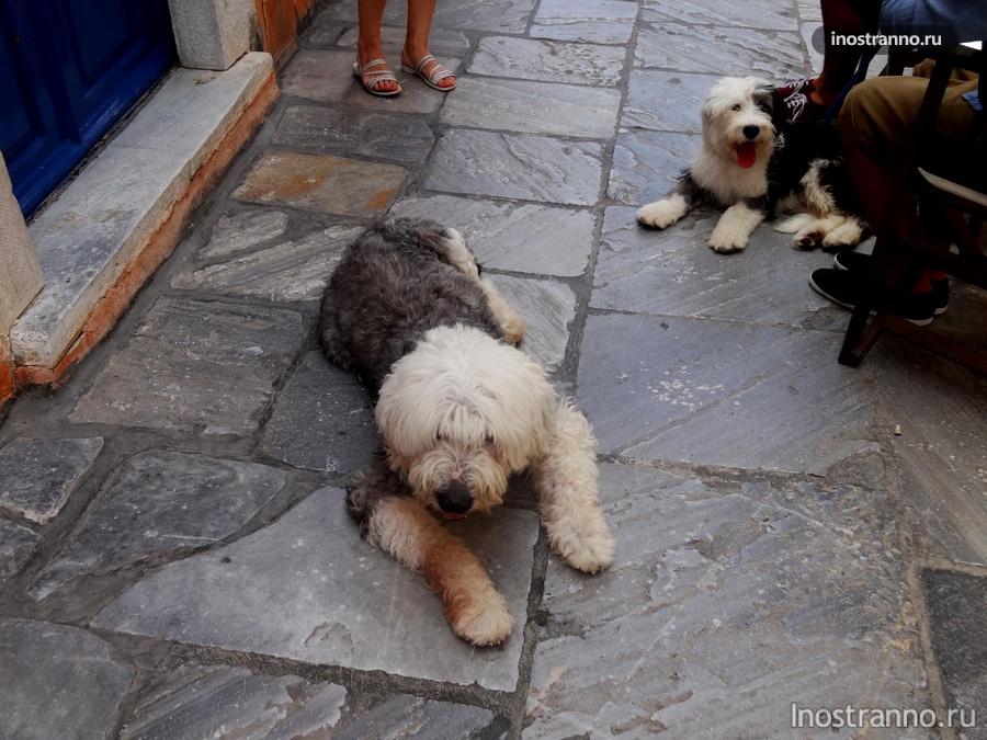 собака на Санторини