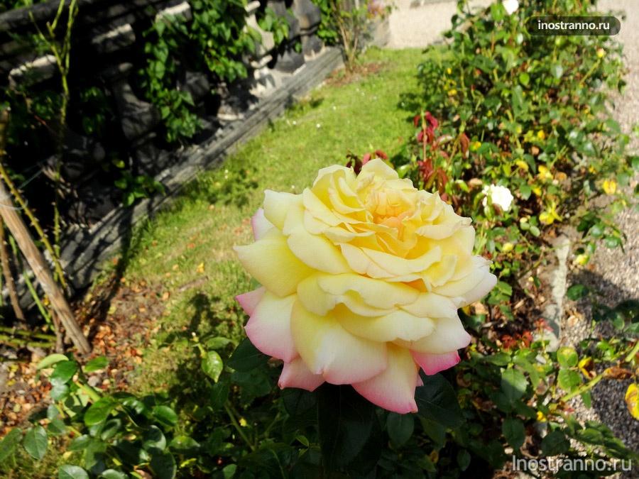 чешская роза