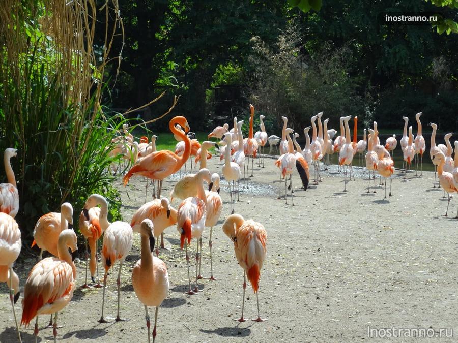 зоопарк в Праге - фламинго