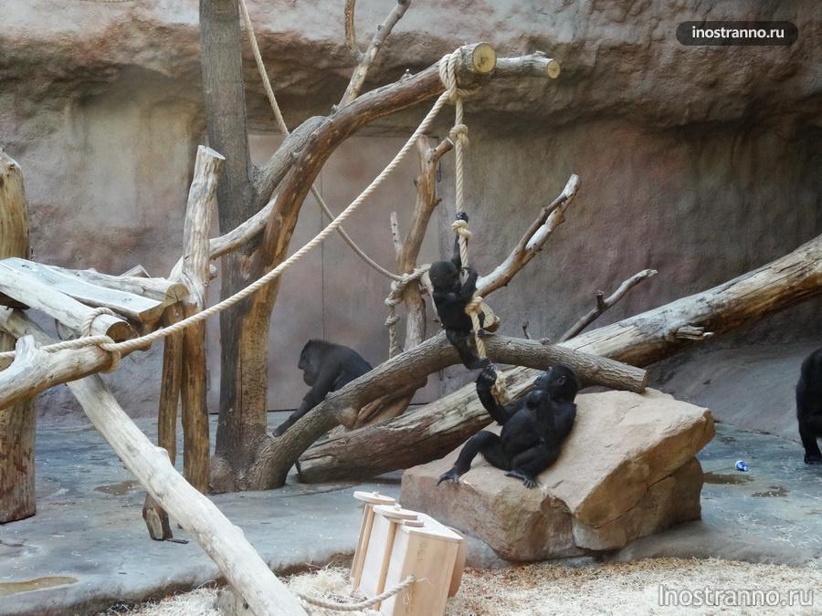 Пражский зоопарк - павильон горилл