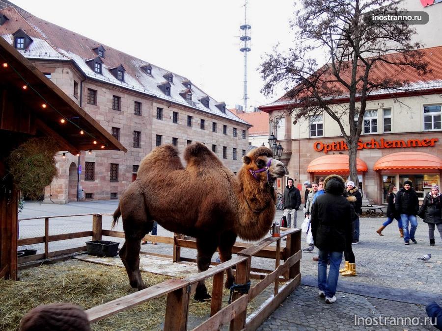 животные на рынке в нюрнберге