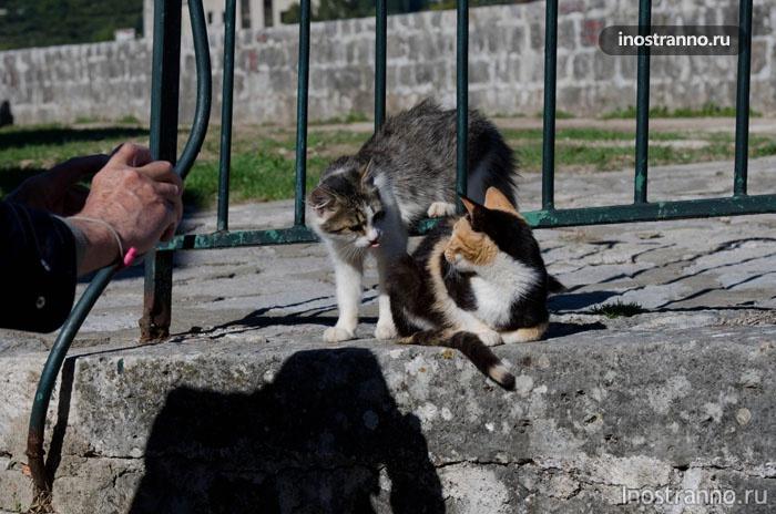 Кошки в черногории породы