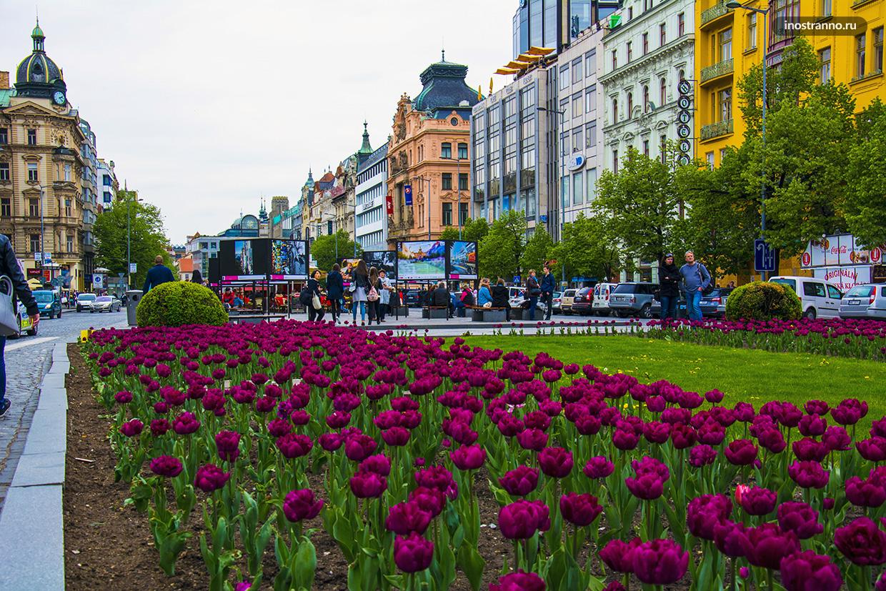 Вацлавская площадь в Праге и тюльпаны