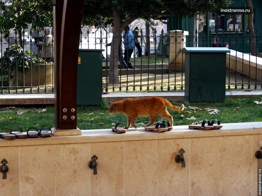 Турецкий кот в Бурсе