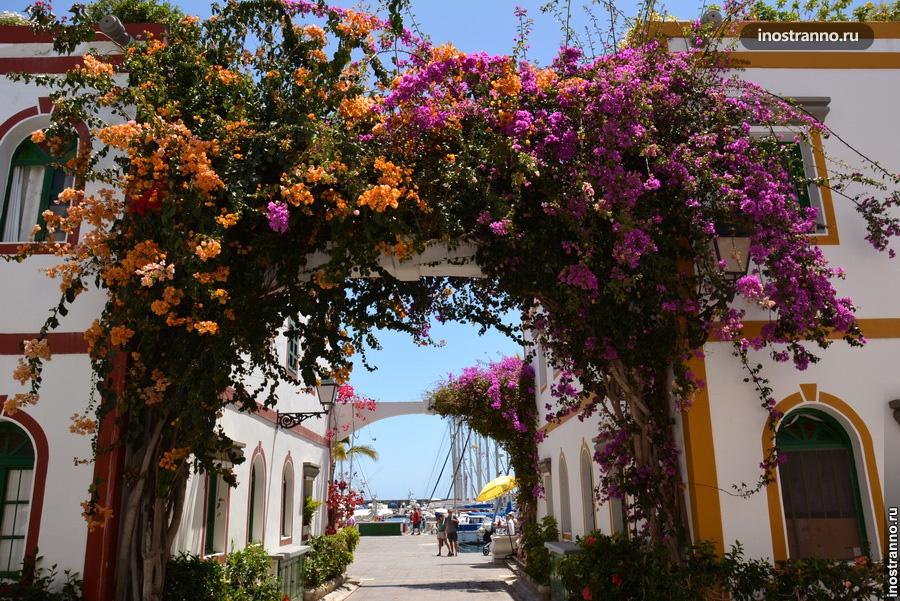 цветы на улочка Гран Канария