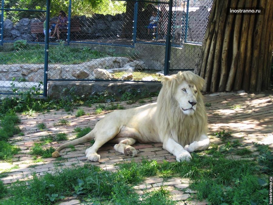 зоопарк барселоны