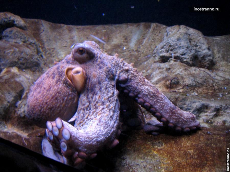 аквариум в барселоне