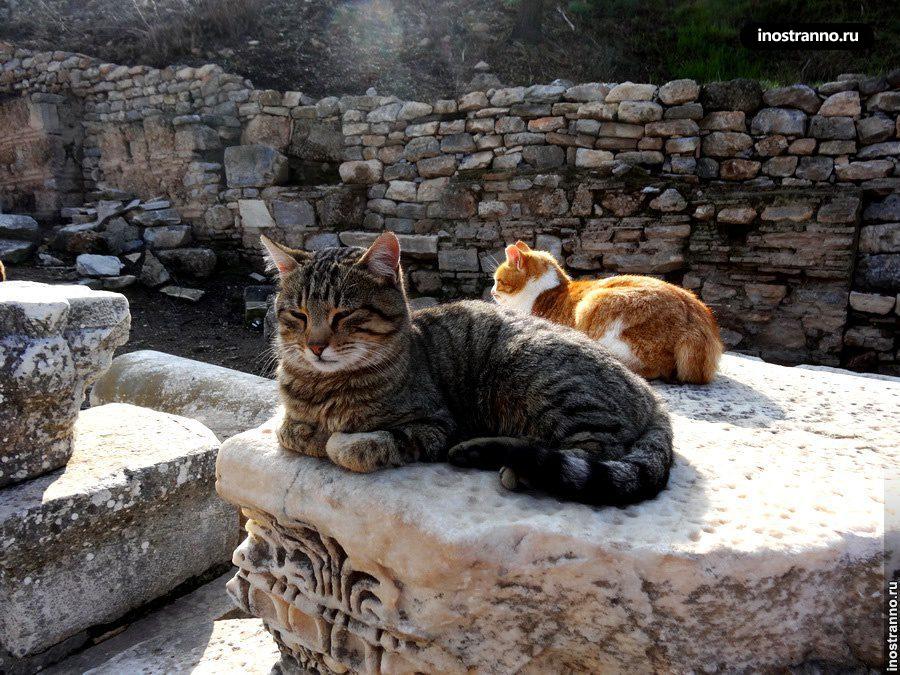 Коты в турции фото