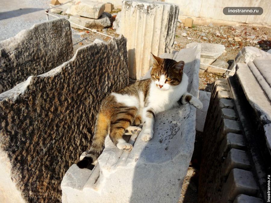 Милый котик в Турции