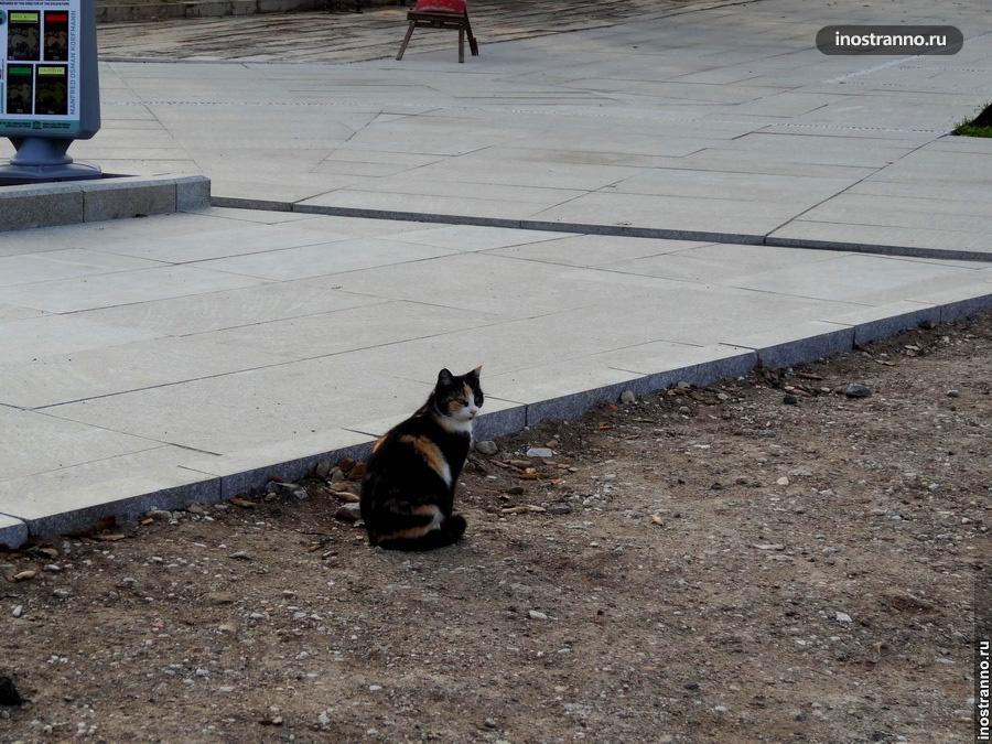Турецкий кот