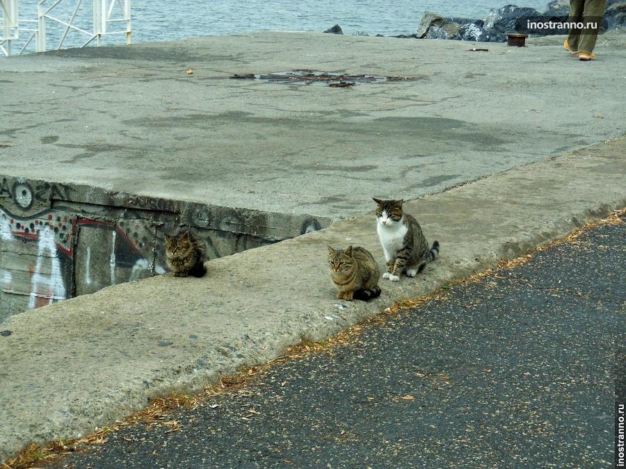 Турецкий город коз и кошек. Коты в Турции. Кошки в Стамбуле. Кошка на набережной Турции. Коты в Турции фото.