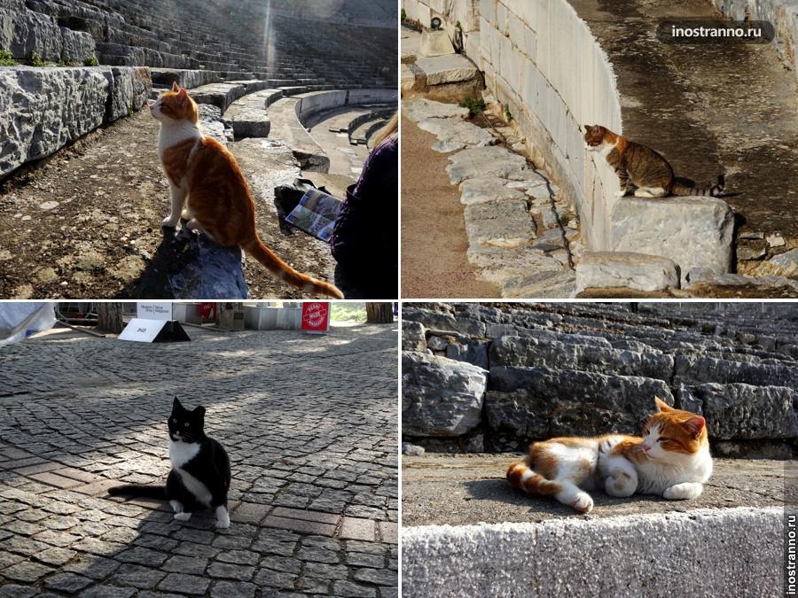 Коты Турции