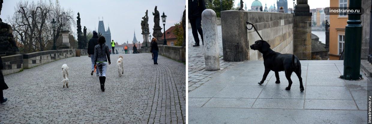Выгул собак в Праге