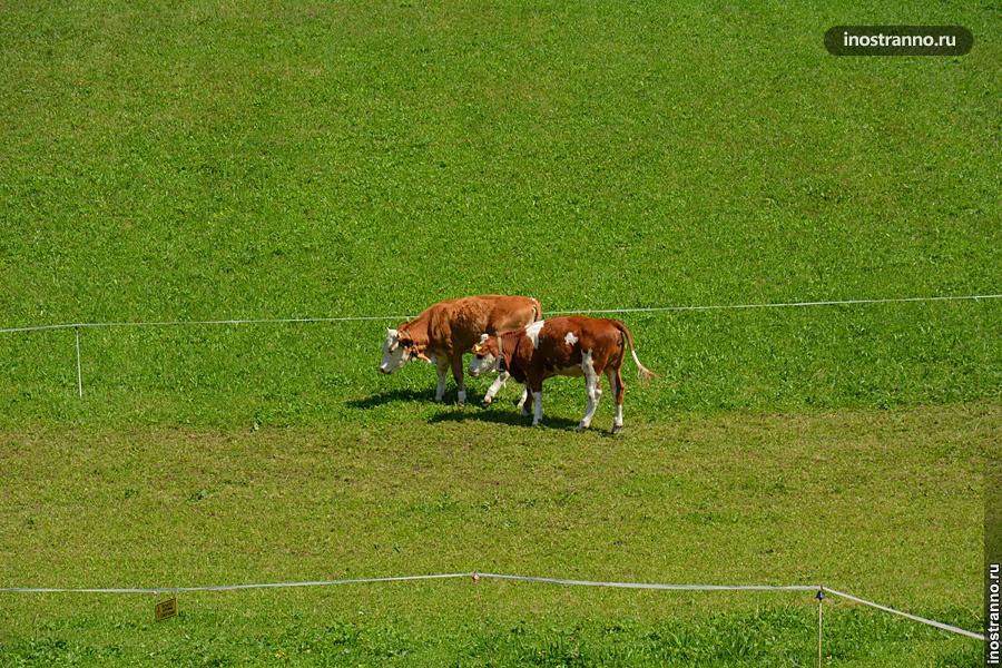 Немецкие коровы
