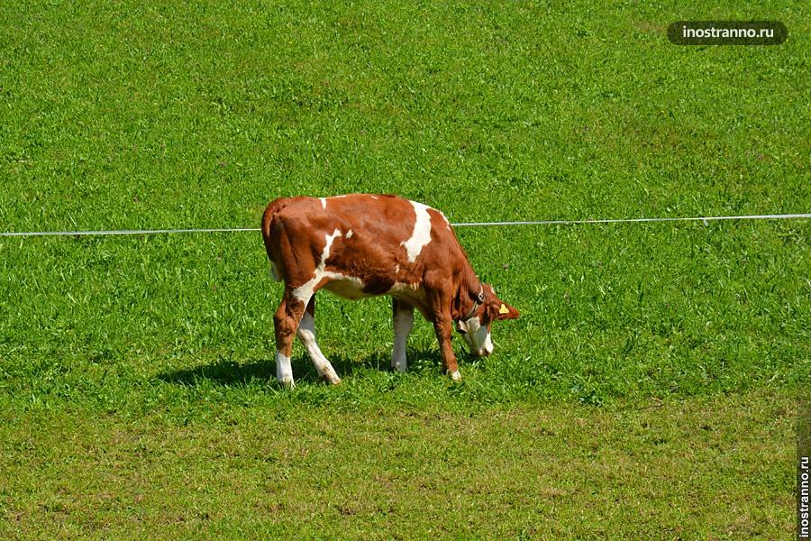 Корова в немецких Альпах