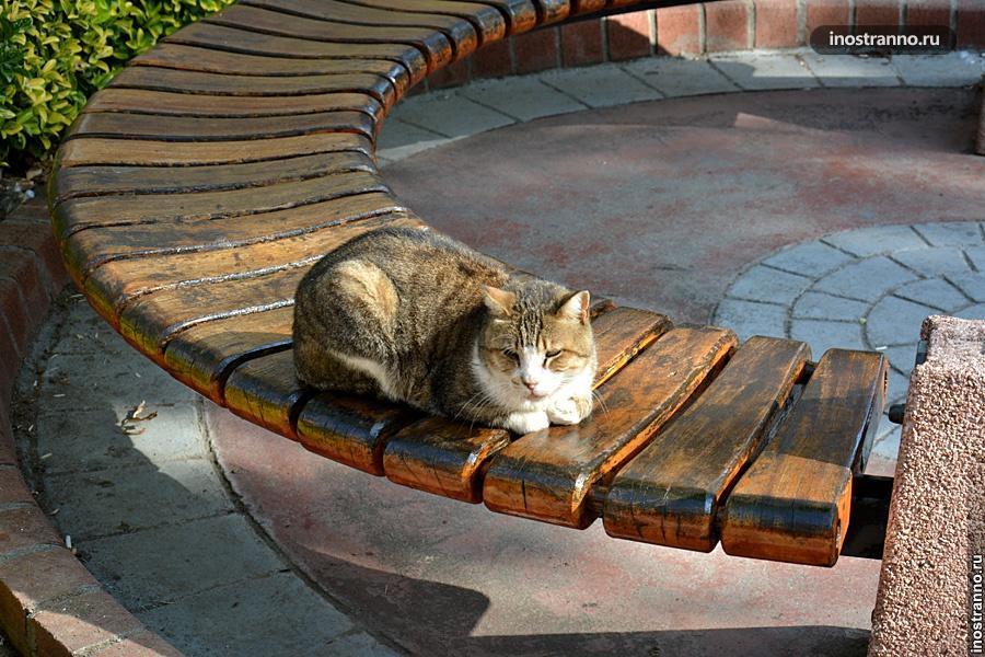 Турецкий кот в Кемере