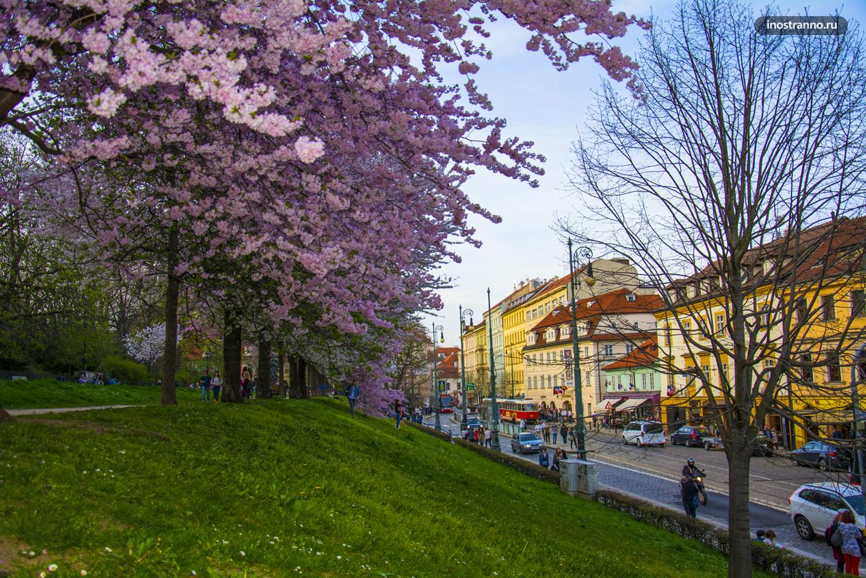 Гора Петршин в Праге цветение сакуры