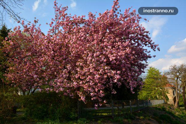 Вышеград весной