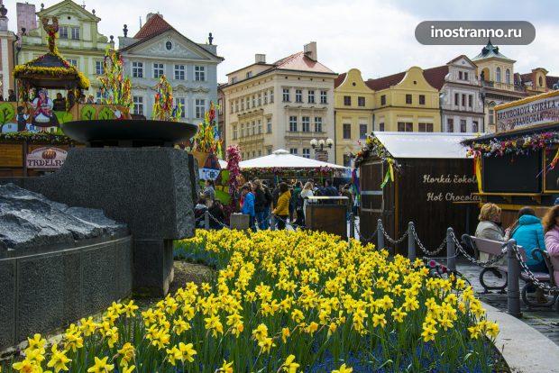 Нарциссы и весна в Праге