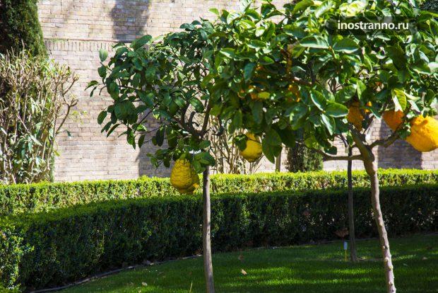 Лимонное дерево в саду Рима