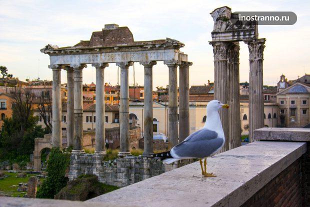 Римский форум и чайка