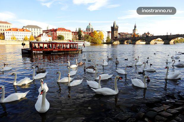 Лебеди на реке Влтава в Праге