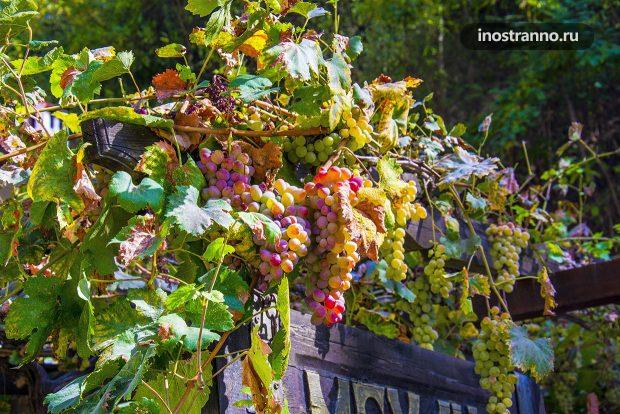 Болгарский виноград