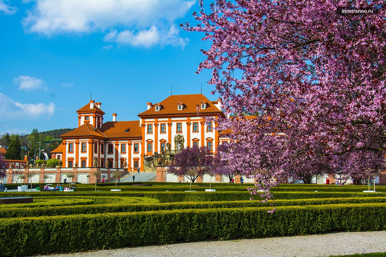 Весна в Праге, цветение сакуры
