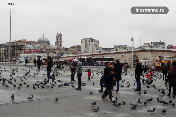 Штраф за кормление голубей в Италии и Чехии
