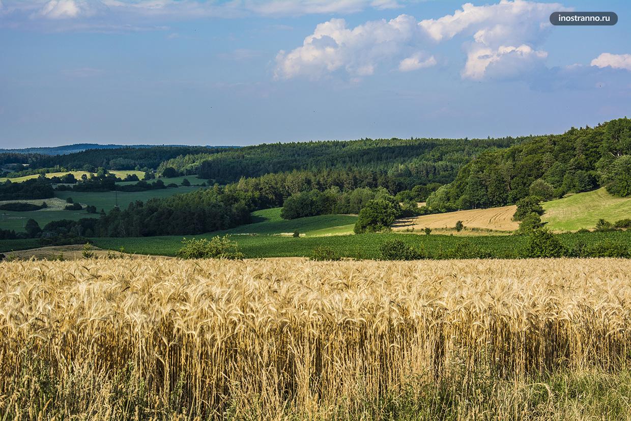 Пшеничные поля в Чехии