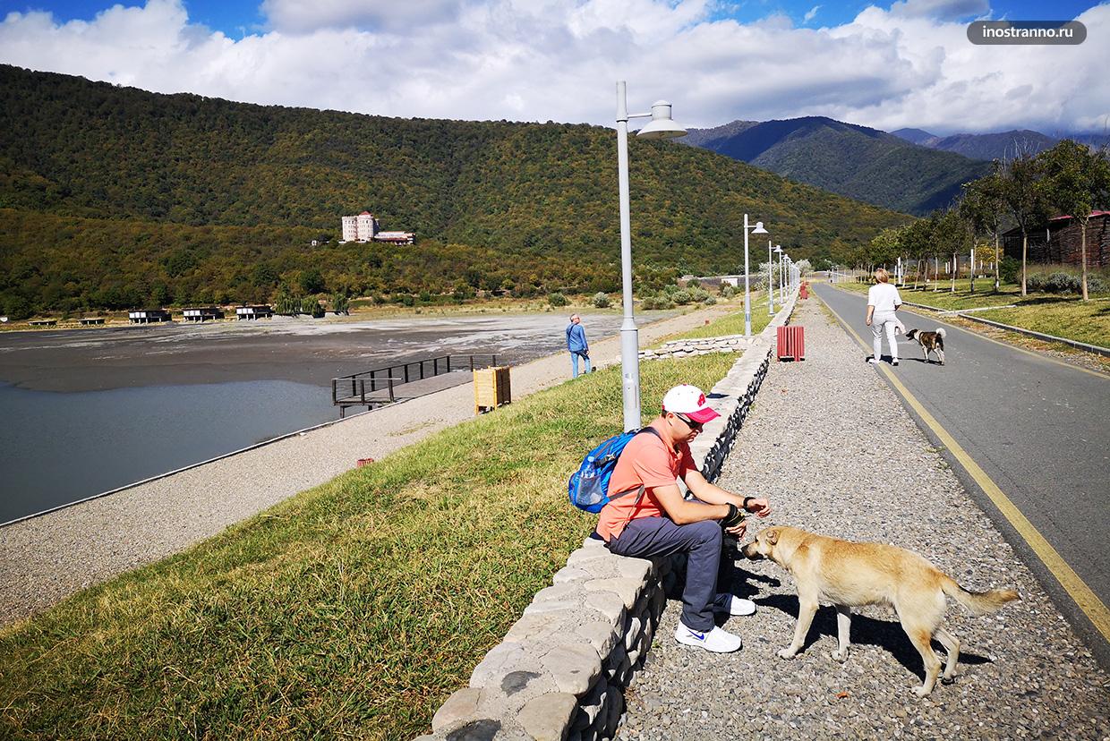 Собаки в Грузии