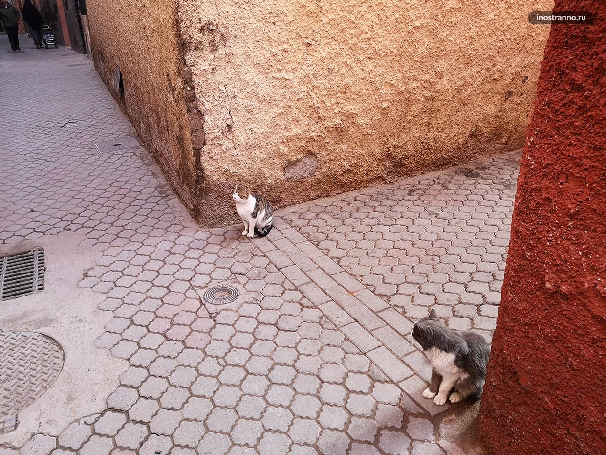Коты в Марракеше