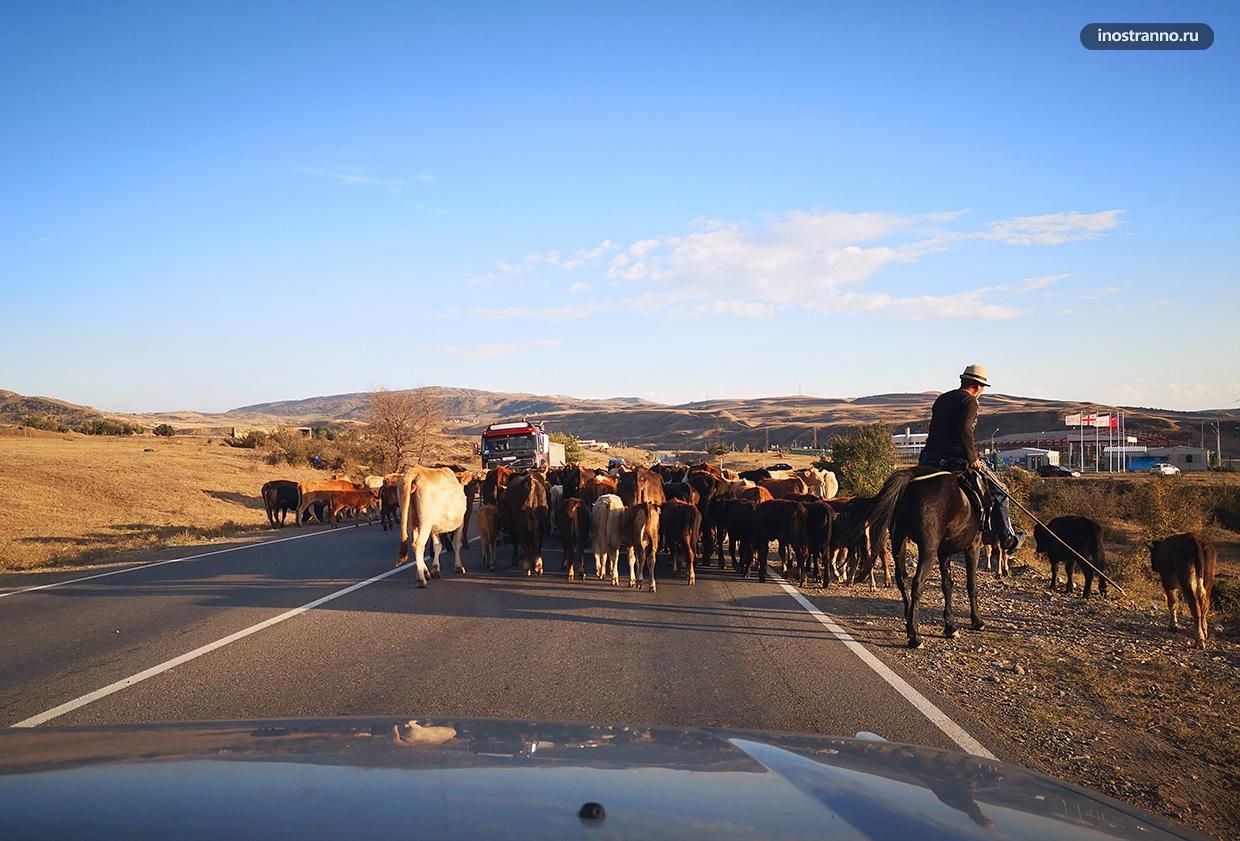 Коровы на дорогах Грузии