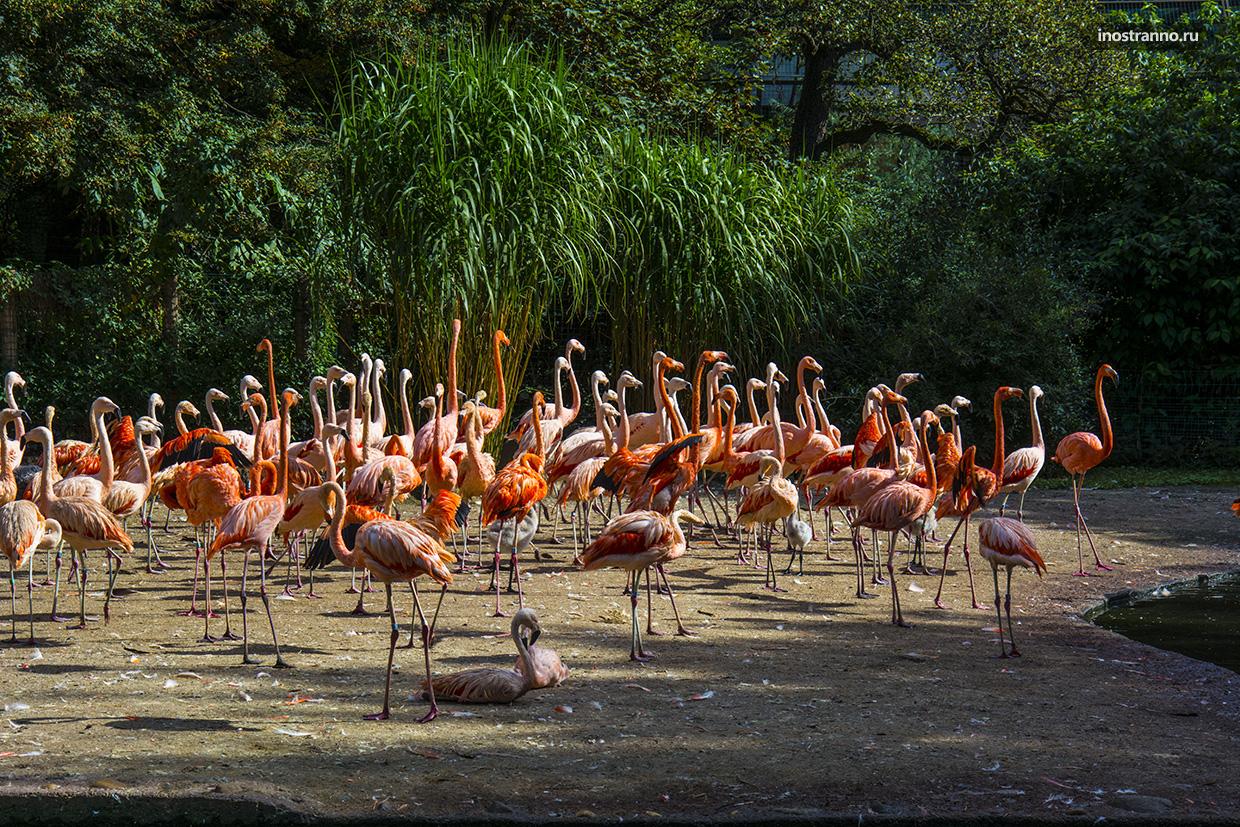 Фламинго зоопарк в Праге