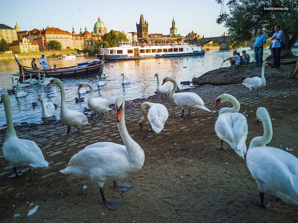 Лебеди на реке Влтава в Праге