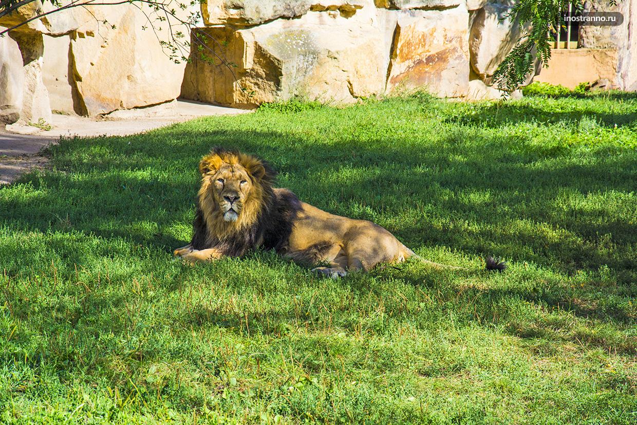 Лев в лучшем зоопарке