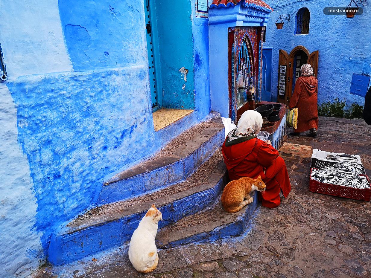 Марокканские коты
