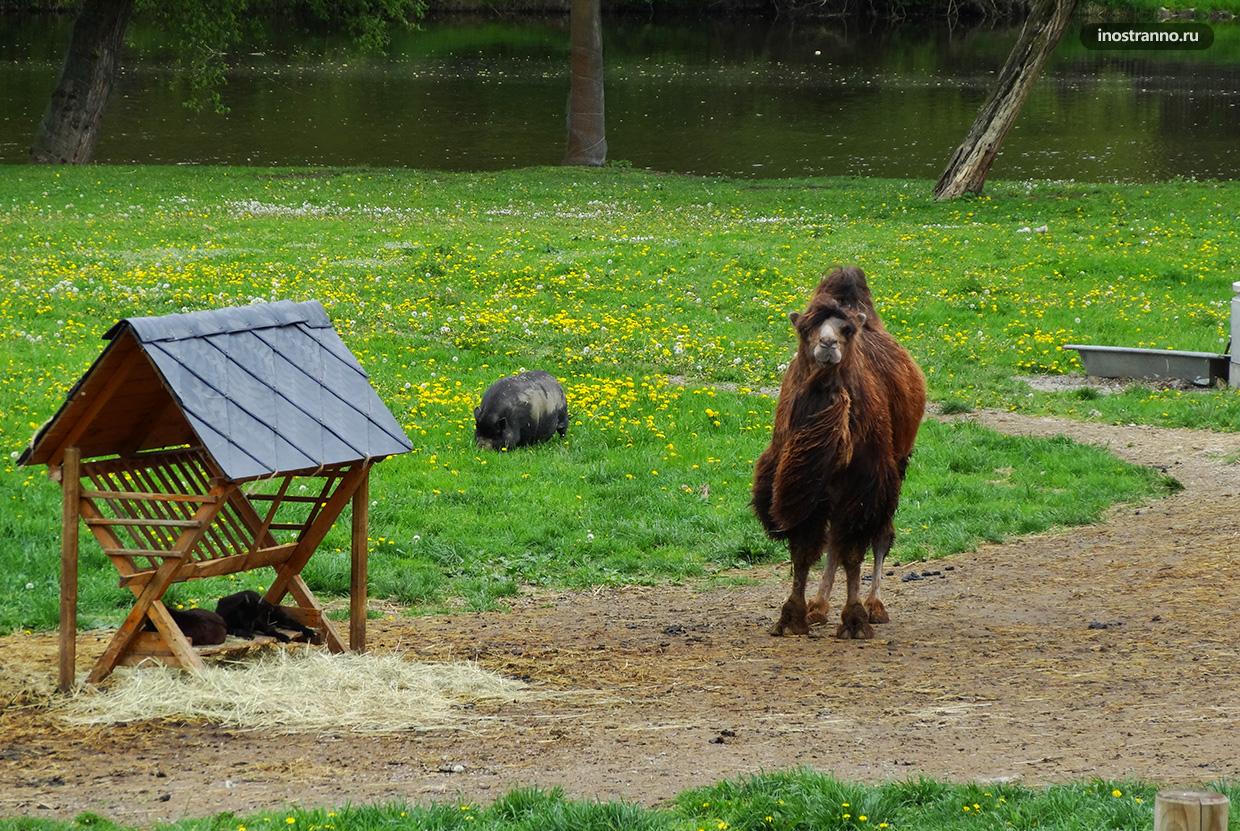 Верблюд в зоопарке