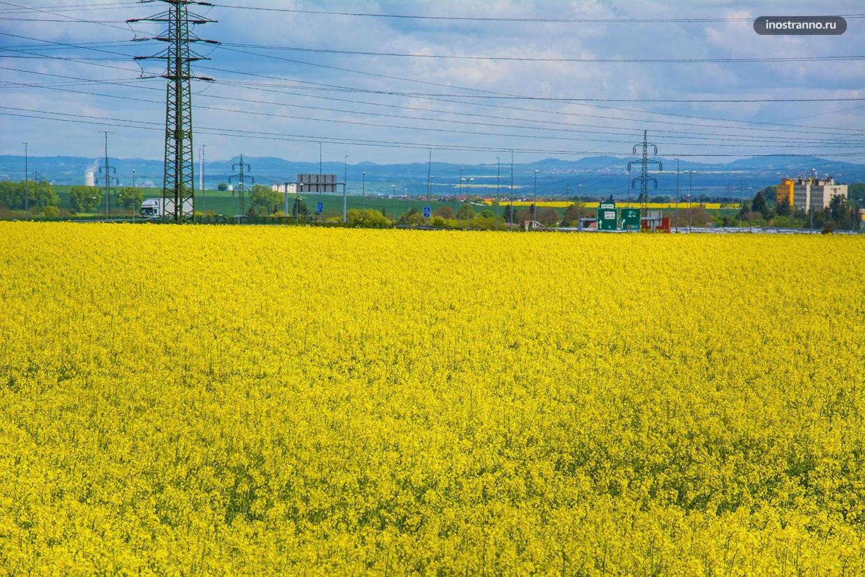 Рапсовые поля желтого цвета в Европе