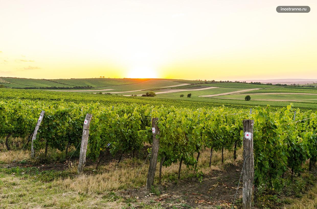 Виноградники на Мораве в Чехии