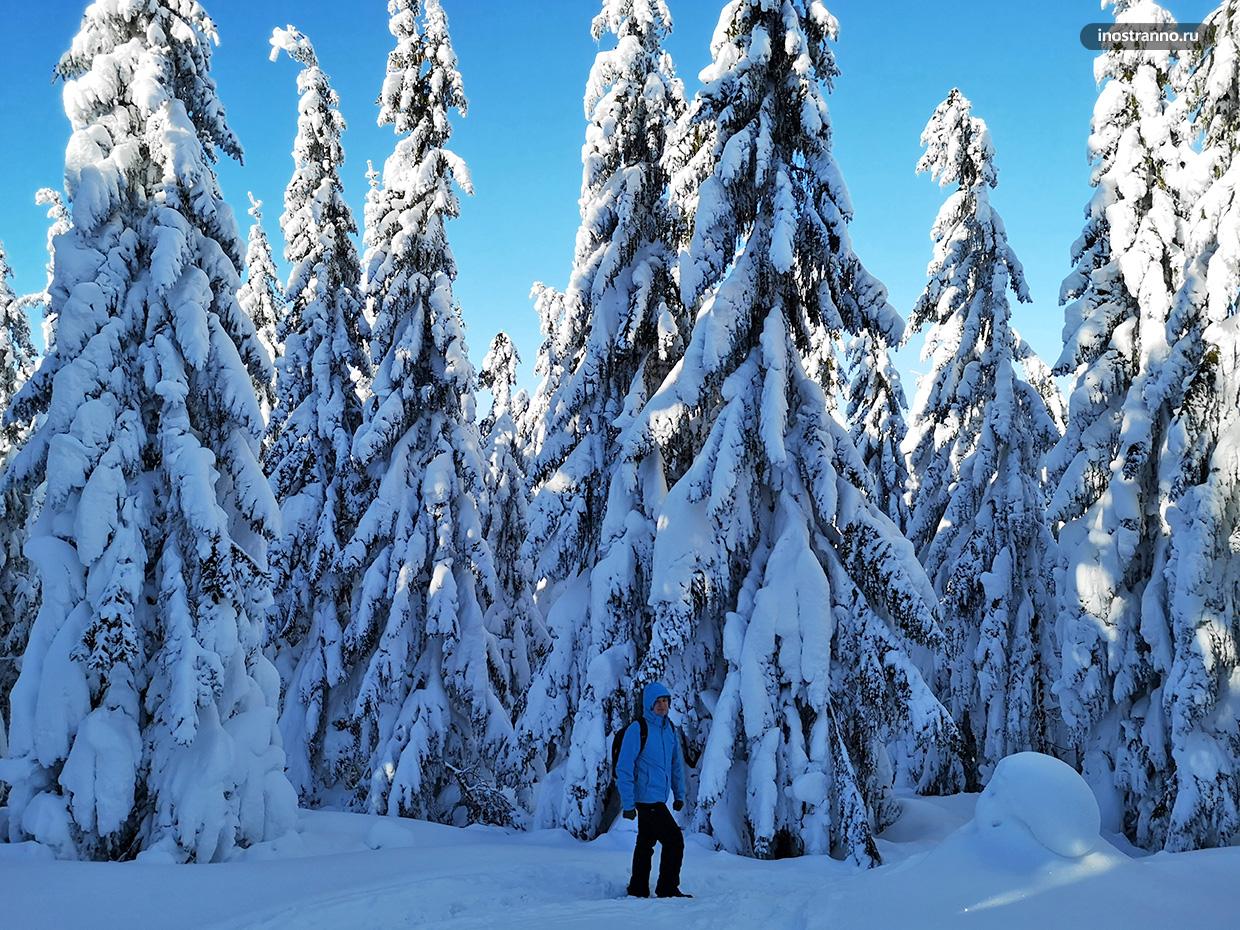 Сказочные заснеженные ели