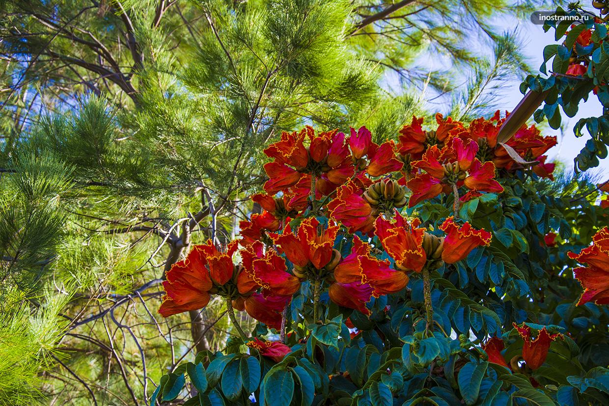 Тюльпановое дерево на Мадейре