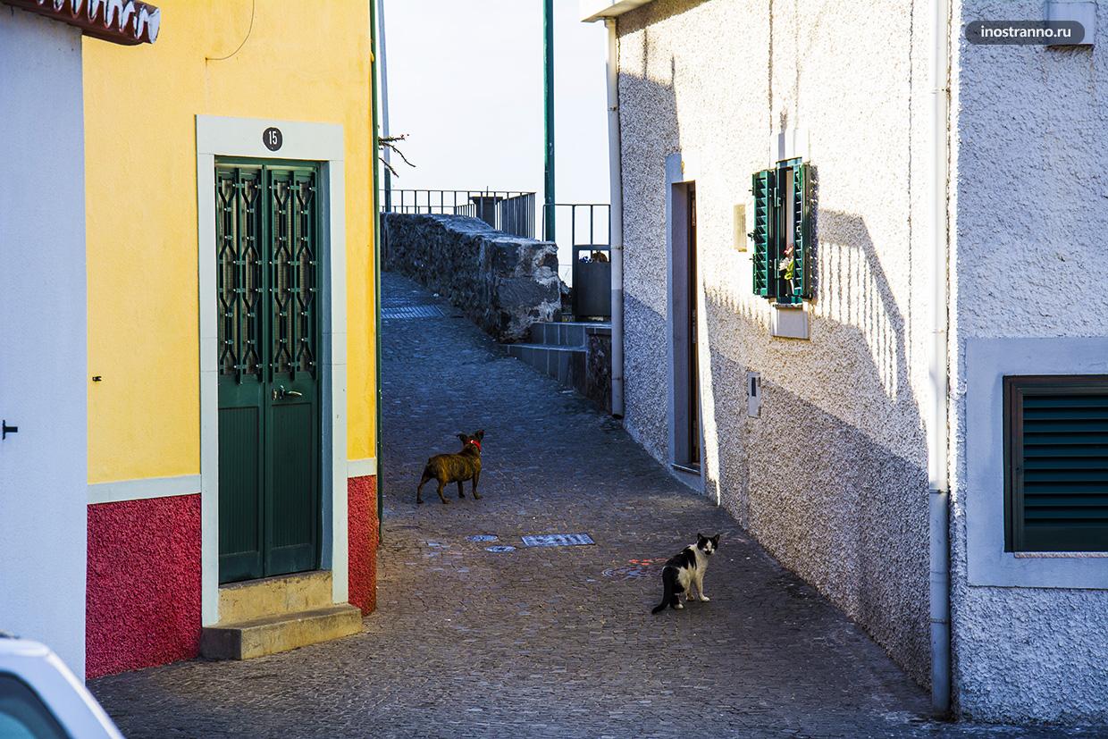 Кошки в Португалии