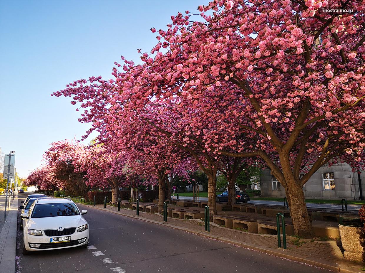 Весна в Праге цветение сакуры
