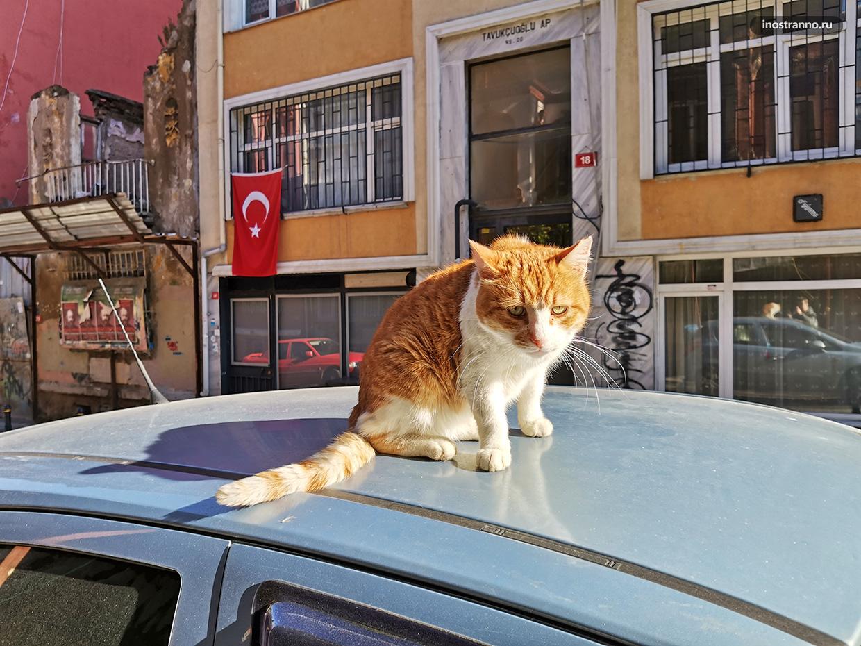 Кот на крыше автомобиля